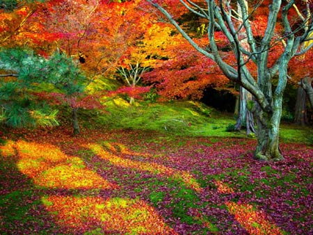 شگفت انگیز ترین عکس های پاییزی trees autumn colorful leaves