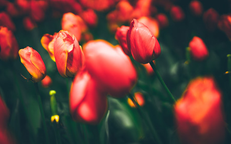 عکس با کیفیت از شاخه گلهای لاله tulips 4k wallpaper