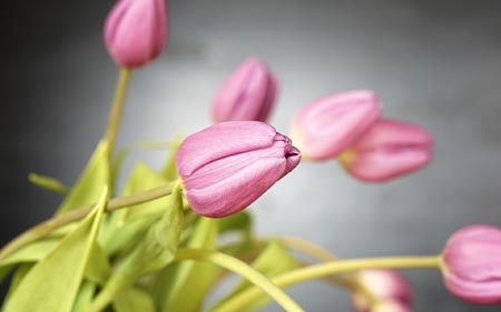 عکس منتخب گل لاله صورتی 96 tulips pink flowers bud