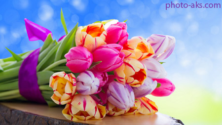 دسته گل لاله رنگی tulips flowers bouauest