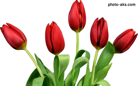 شاخه غنچه گل های لاله bench of tulips