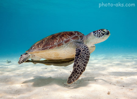 عکس لاکپشت زیر دریا turtle sea water