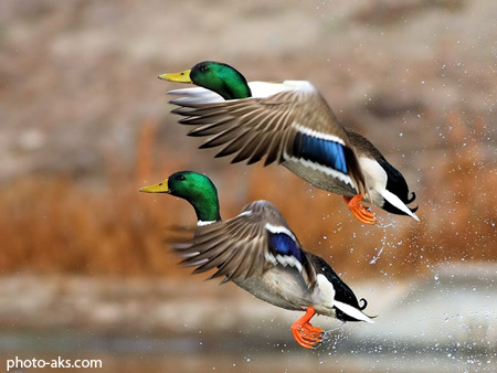پرواز دو اردک زیبا two duck fly