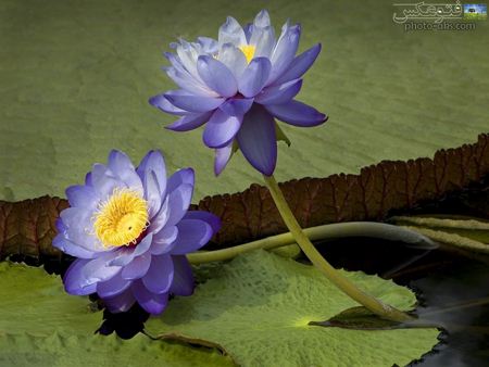 زیباترین گل های جهان violet flower on watter