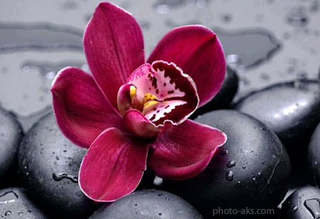 عکس گلبرگ گل ارکیده بنفش violet orchid flower