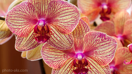 عکس حیرت انگیز گلها wallpaper orchid flower