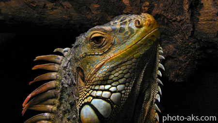 مارمولک ایگوانا wallpaper of lizard Iguana