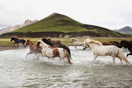 گله اسبهای وحشی رودخانه horse river landscape