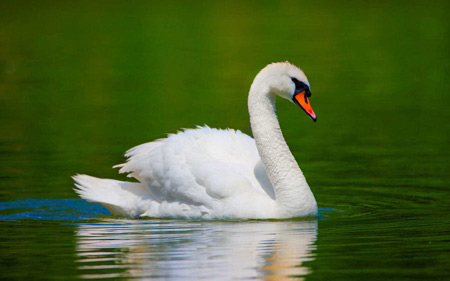 زیباترین تصاویر شنا کردن پردنده قو white beauty swan bird