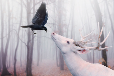 عکس گوزن سفید و کلاغ سیاه white deer and crow
