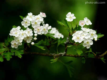 شکوفه زیبای بهاری درختان white flowers spring