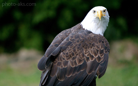 عقاب سر سفید  white head eagle