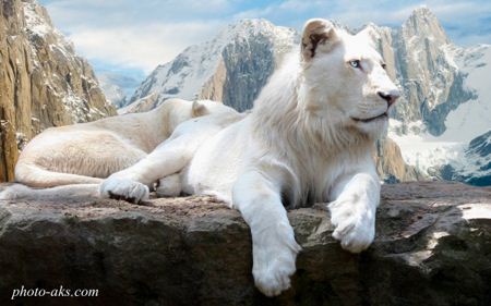 شیر یال دار سفید white lion wallpaper