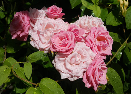 گل رز سفید و صورتی زیبا white pink rose flower