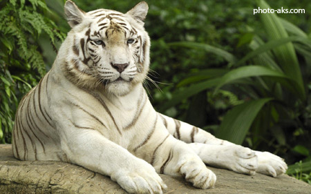 ببر بنگال سفید white bangal tiger