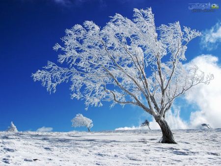 درخت برفی در فصل زمستان tree in winter