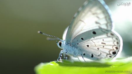 پروانه بسیار زیبا سفید white butterfly