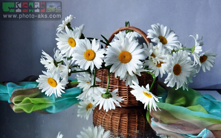 گل ها سفید داخل سبد white flower in basket