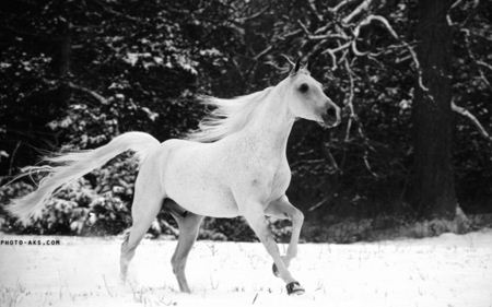 اسب سفید در برف  white horse running in snow