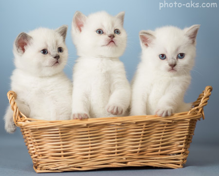 عکس بچه گربه های سفید white kittens