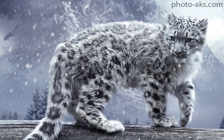 گربه وحشی سفید white leopard