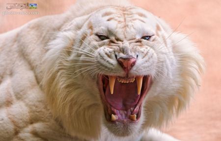 نعره ببر بنگال سفید white lion wallpaper