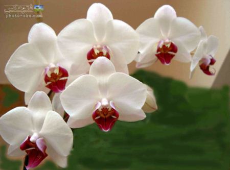 گل ارکیده سفید white orchid flower