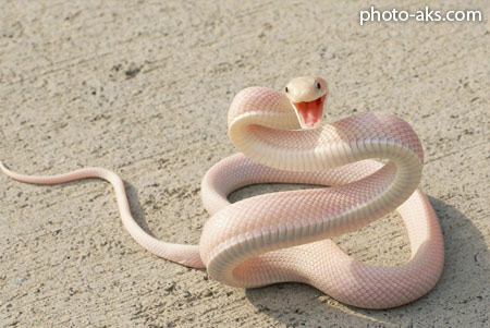 عکس مار سفید white snake
