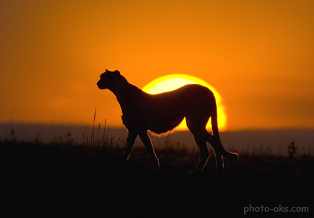 عکس یوزپلنگ در طلوع خورشید animal chite sunrise