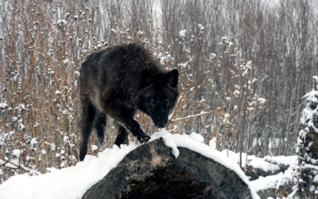 عکس نگاه گرگ سیاه در زمستان winter look black wolf