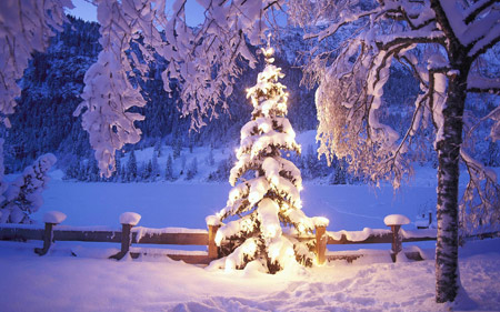 عکس درخت کریسمس نورانی winter light tree
