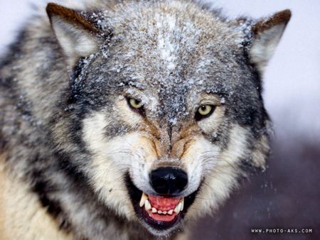 عکس گرگ وحشی wild wolves