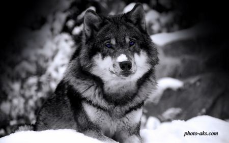 عکس سیاه سفید گرگ وحشی wolf in winter