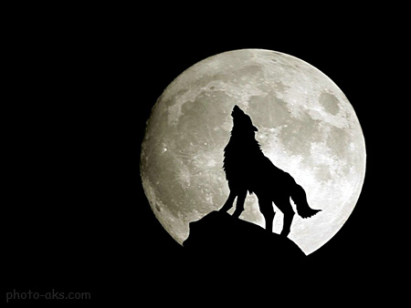 زوزه گرگ در شب مهتابی wolf moon