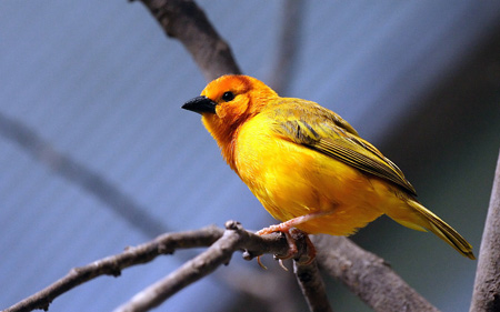 پرنده زرد زیبا روی شاخه درخت yellow bird branch