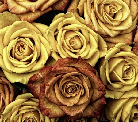 والپیپر گل های رز زرد زیبا yellow rose wallpaper