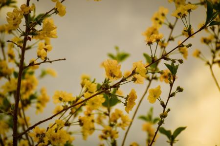 شکوفه گلهای زرد بهاری yellow spring flower