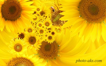 عکس گل آفتاب گردان sunflower wallpaper