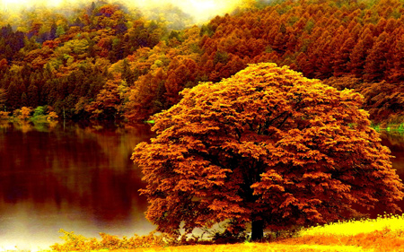 منظره درخت با برگ های زرد پاییزی yellow tree autumn nature