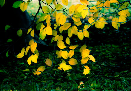 برگ های زرد پاییزی yellow autumn tree