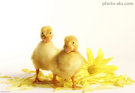 جوجه اردک های زرد بامزه yellow cute duck