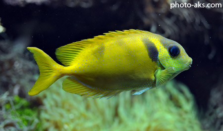 ماهی های آکواریومی yellow fish aquarium