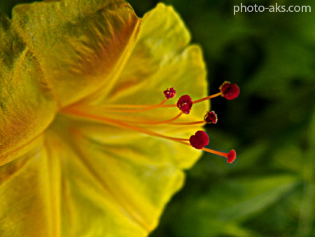 گل لاله عباسی زرد  yellow mirabilis jalapa