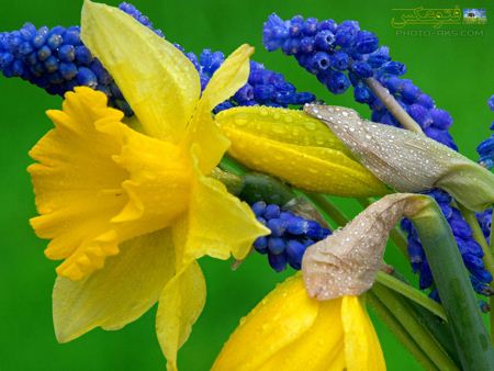 والپیپر جدید گل نرجس زرد Narcissus yellow flower