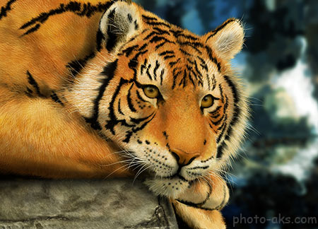 عکس زیبای ببر بزرگ yellow tiger 4k