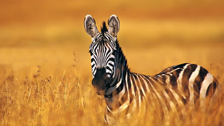 عکس گوره خر در طبیعت zebra wallpaper