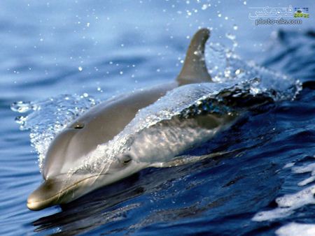 عکس دلفین در حال شنا dolphin picture