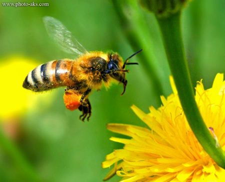 جمع آوری شهد گل زنبور عسل Wasp honey