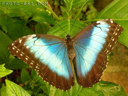 عکس زیبای پروانه Beautiful butterfly