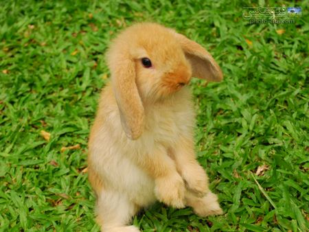 عکس خرگوش بامزه طلائی aks khargosh talayi